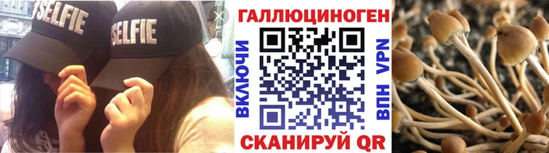 как найти закладки Чёрмоз Псилоцибиновые грибы MAGIC MUSHROOMS